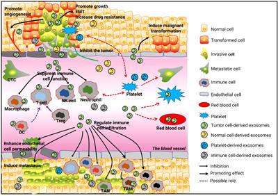 Circulating circRNA: a social butterfly in tumors